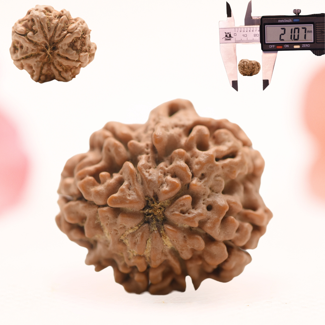 8 Mukhi Nepali Rudraksha - Regular