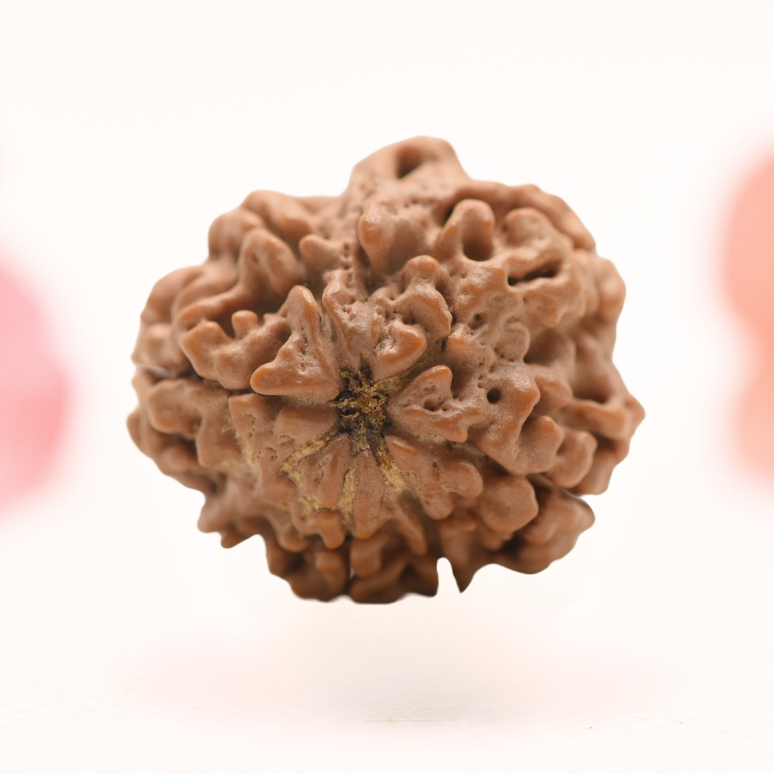 8 Mukhi Nepali Rudraksha - Regular