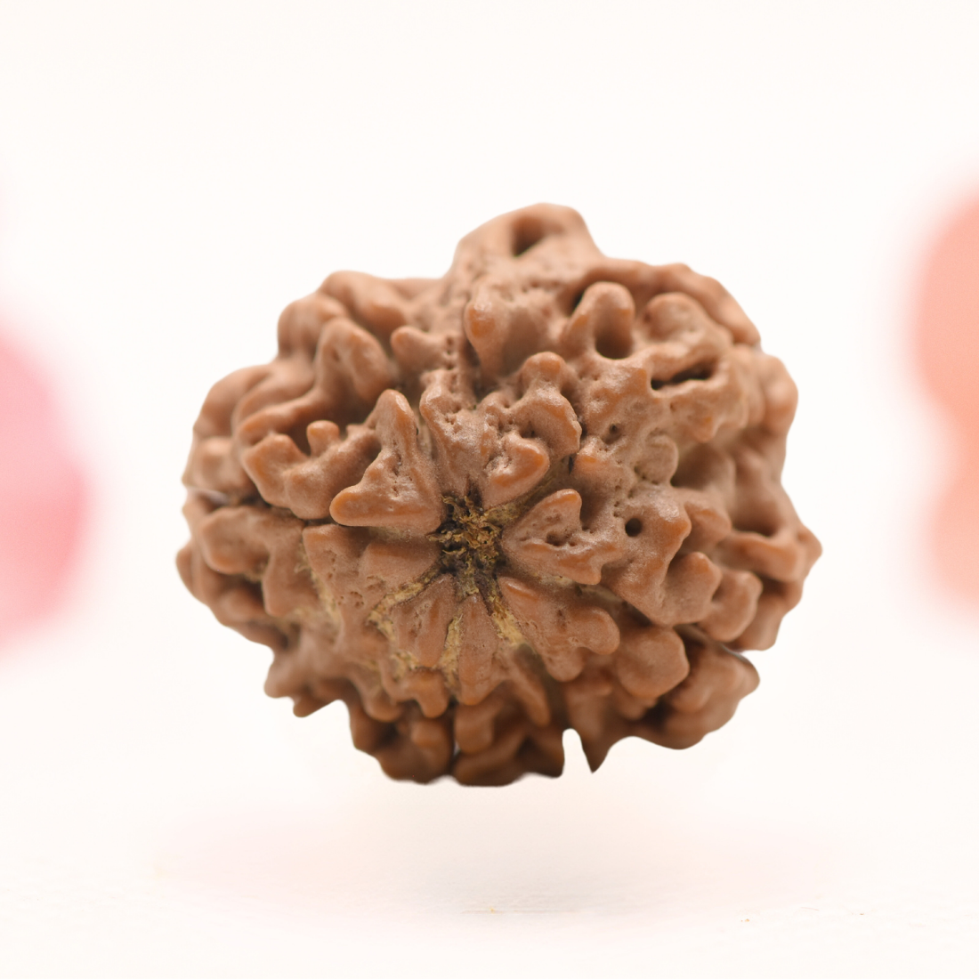 8 Mukhi Nepali Rudraksha - Regular