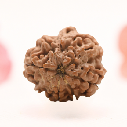 8 Mukhi Nepali Rudraksha - Regular