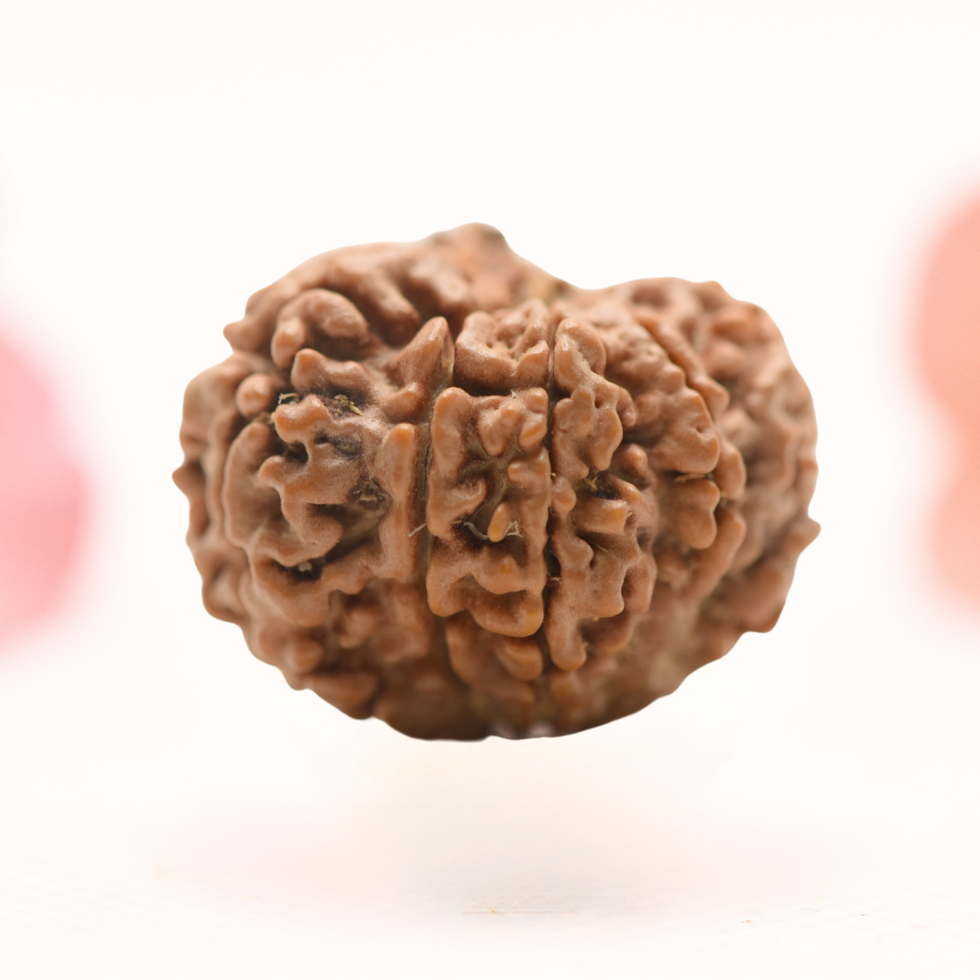 8 Mukhi Nepali Rudraksha - Regular