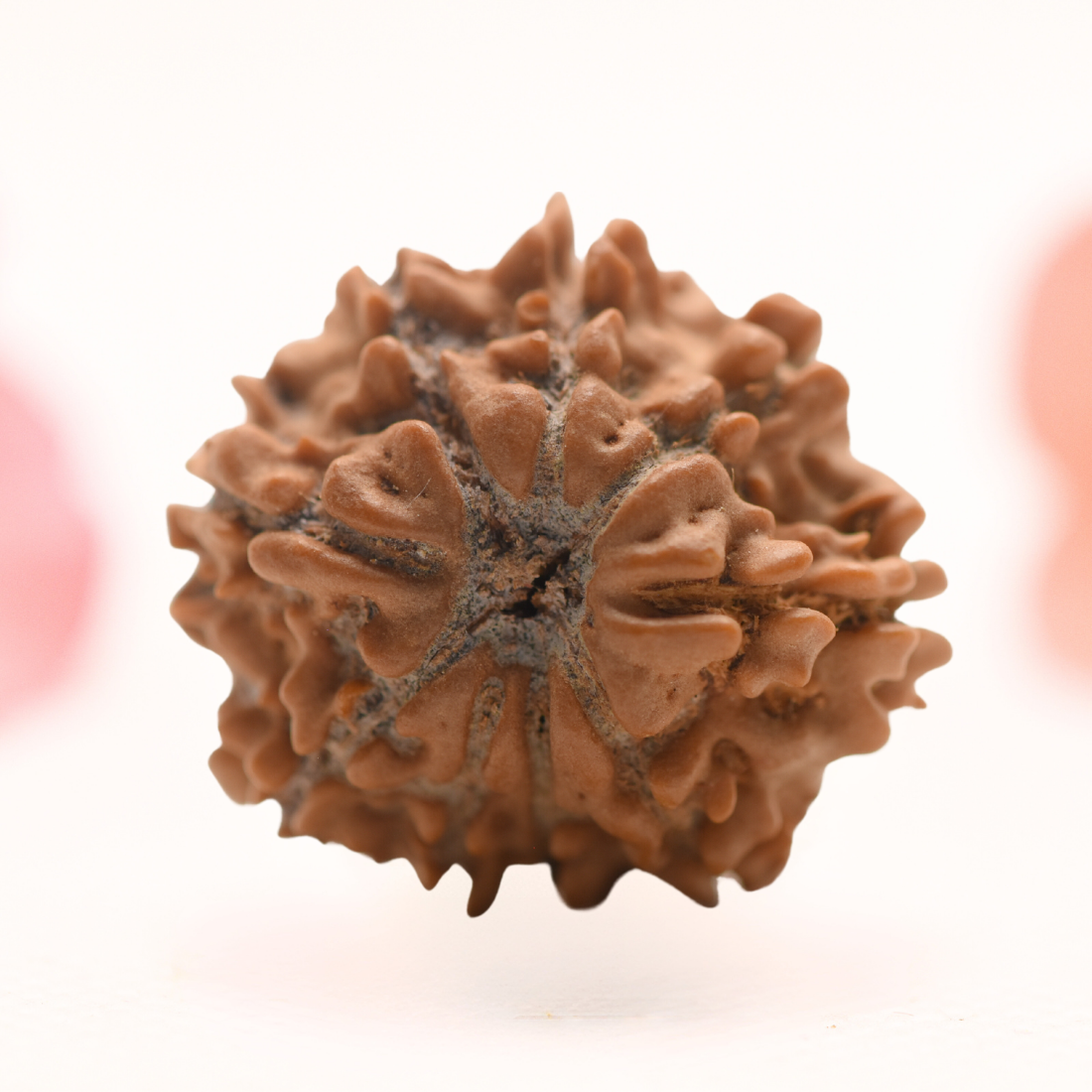 8 Mukhi Nepali Rudraksha - Regular