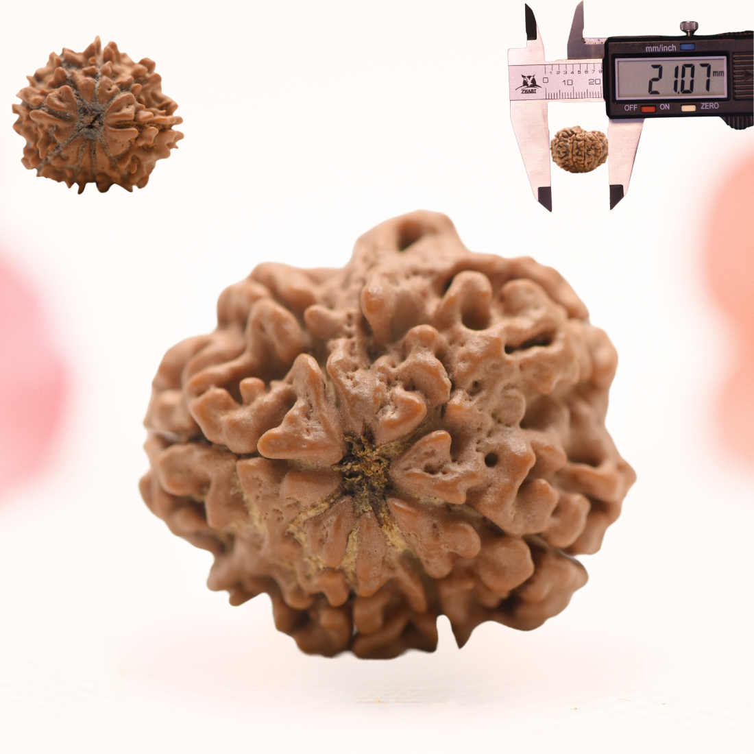 8 Mukhi Nepali Rudraksha - Regular