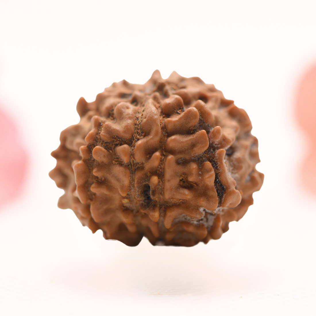 8 Mukhi Nepali Rudraksha - Regular