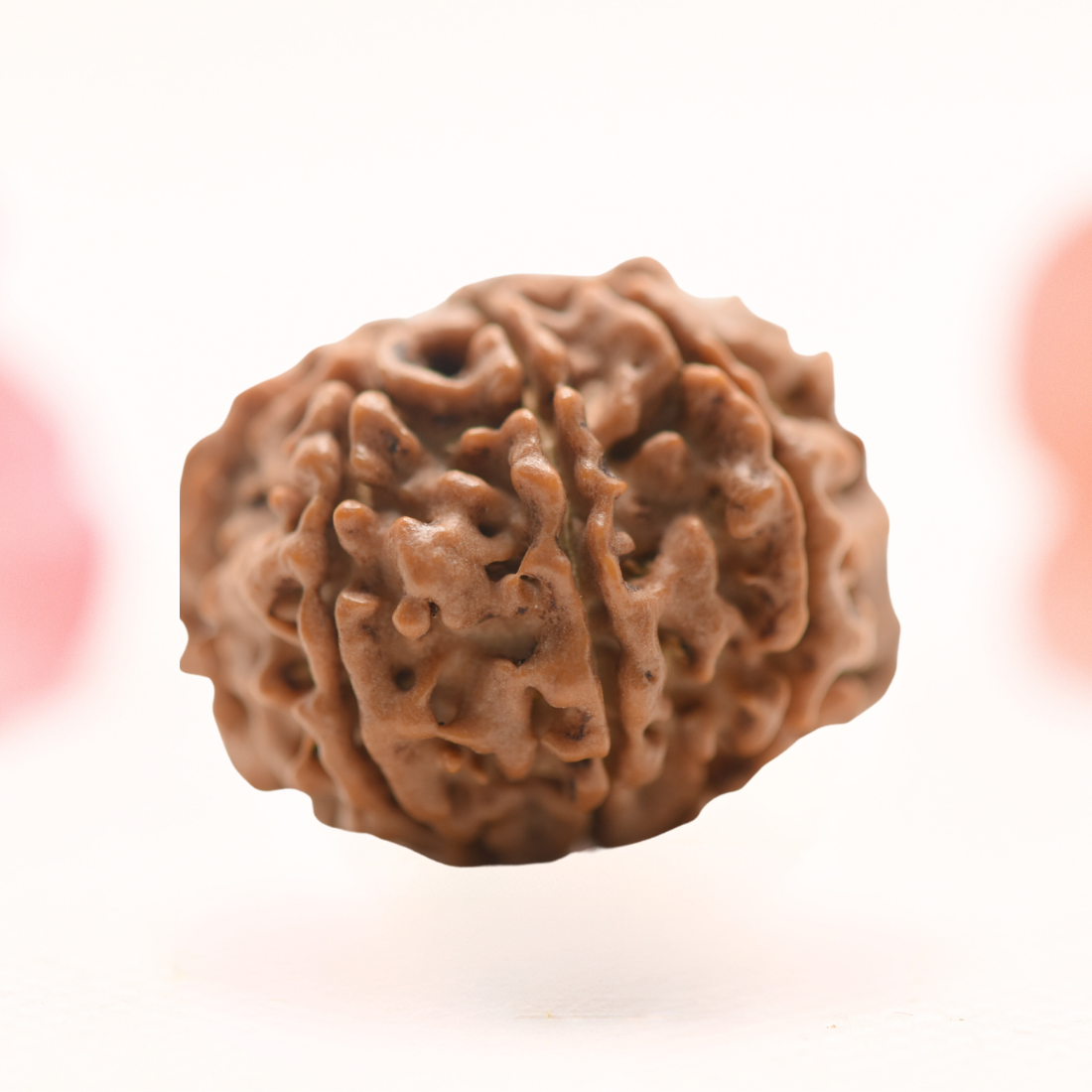 8 Mukhi Nepali Rudraksha - Regular