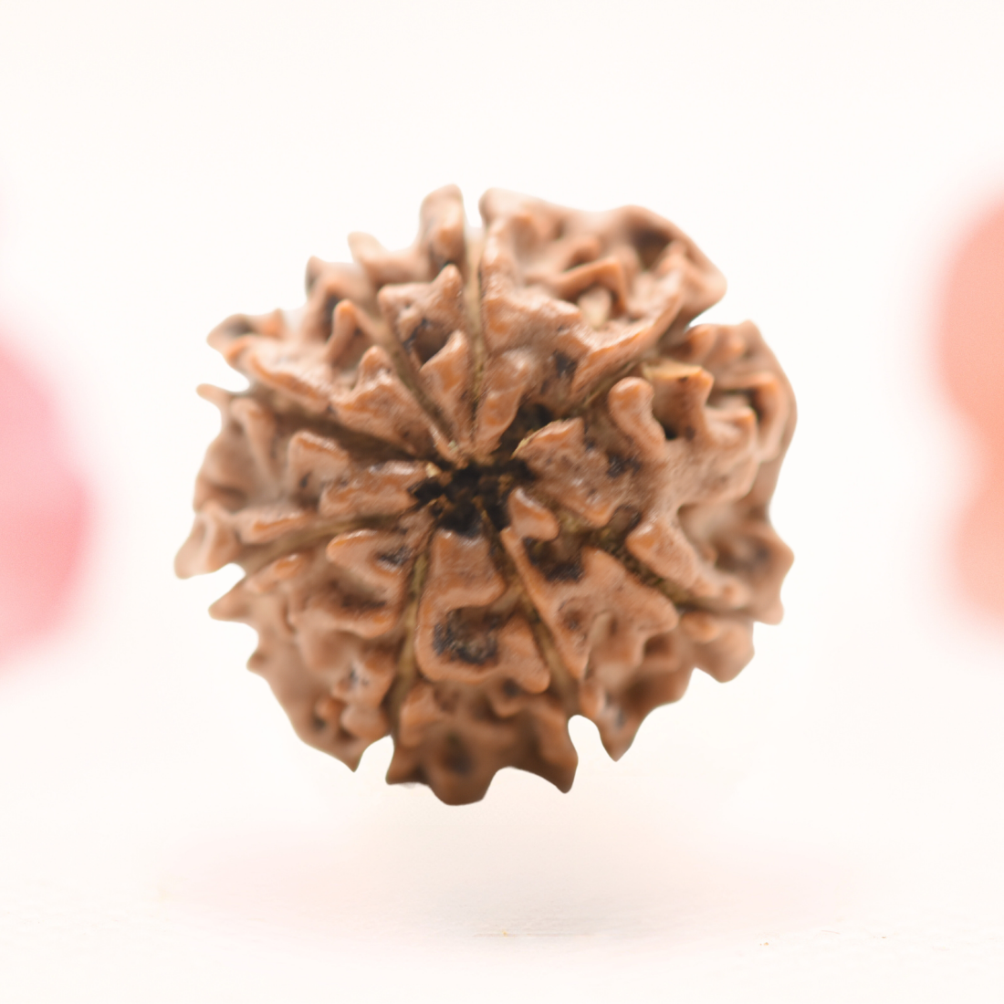 8 Mukhi Nepali Rudraksha - Regular