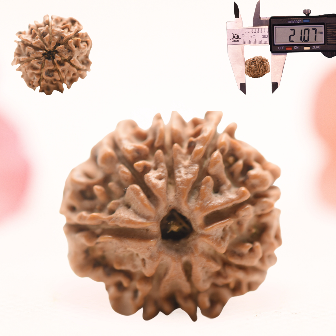 8 Mukhi Nepali Rudraksha - Regular