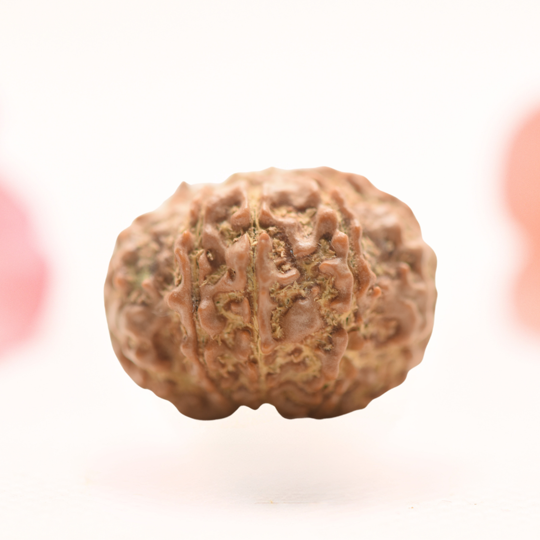 8 Mukhi Nepali Rudraksha - Regular
