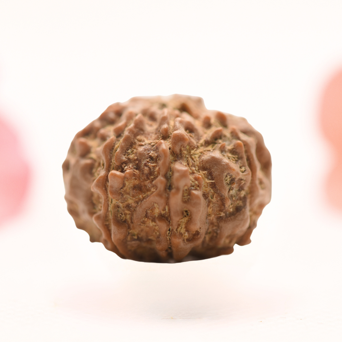 8 Mukhi Nepali Rudraksha - Regular