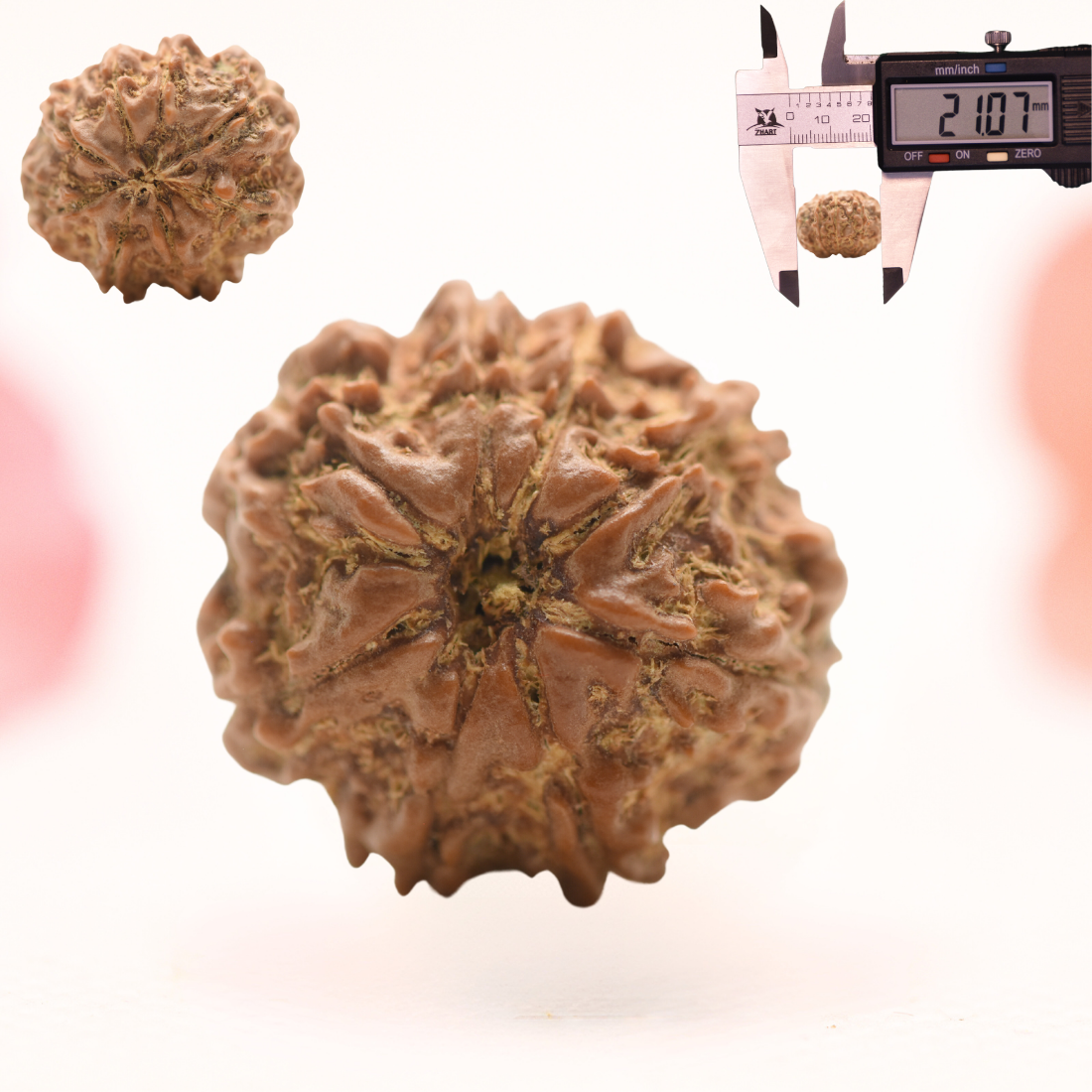 8 Mukhi Nepali Rudraksha - Regular