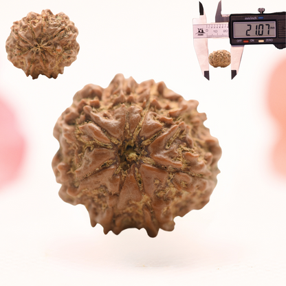 8 Mukhi Nepali Rudraksha - Regular