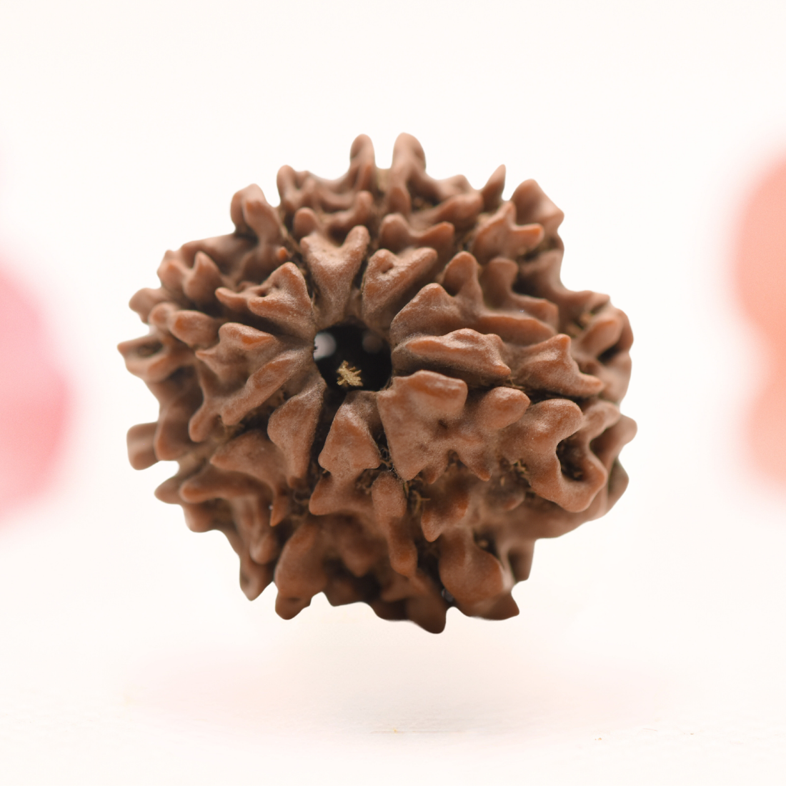 8 Mukhi Nepali Rudraksha - Regular