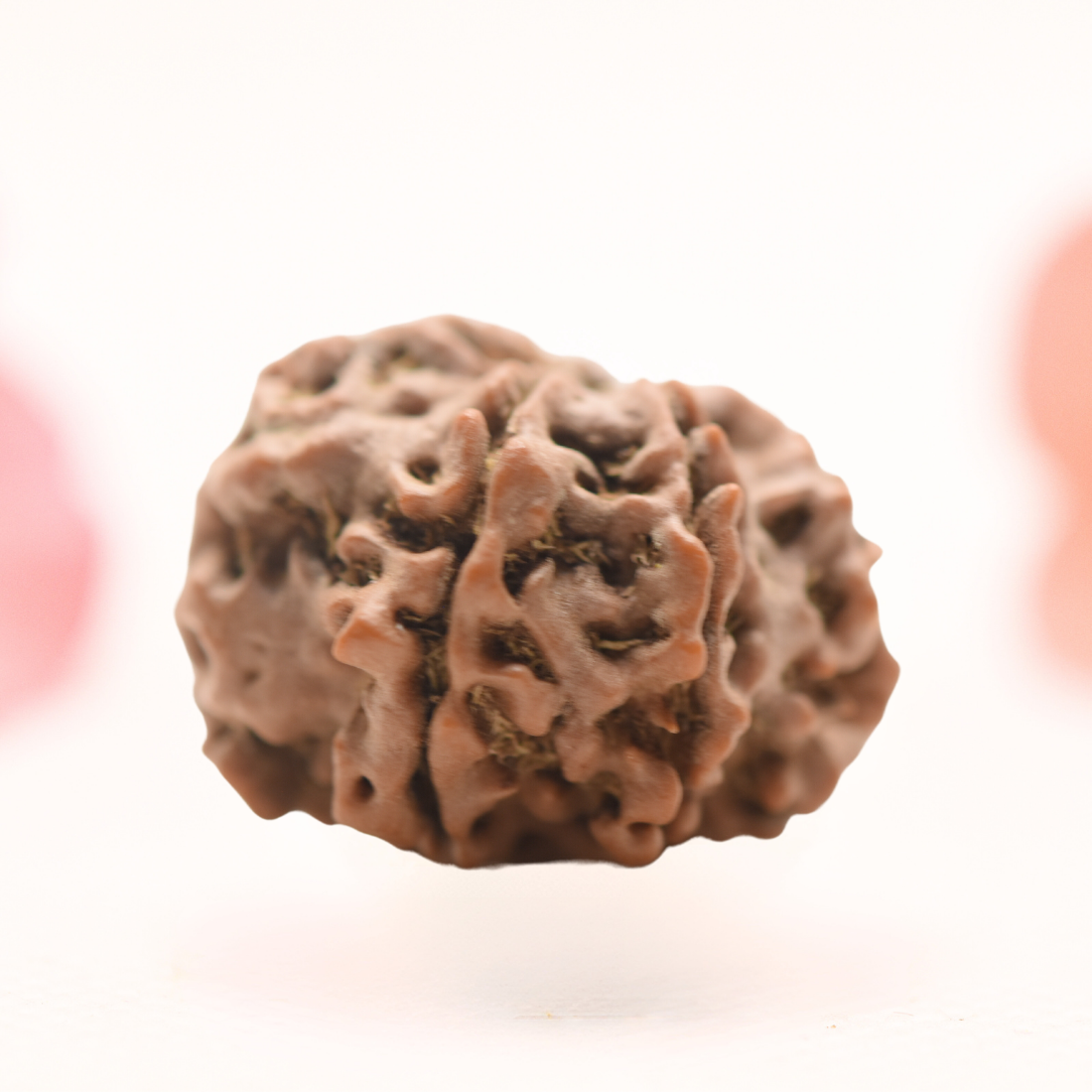 8 Mukhi Nepali Rudraksha - Regular