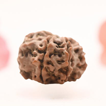 8 Mukhi Nepali Rudraksha - Regular