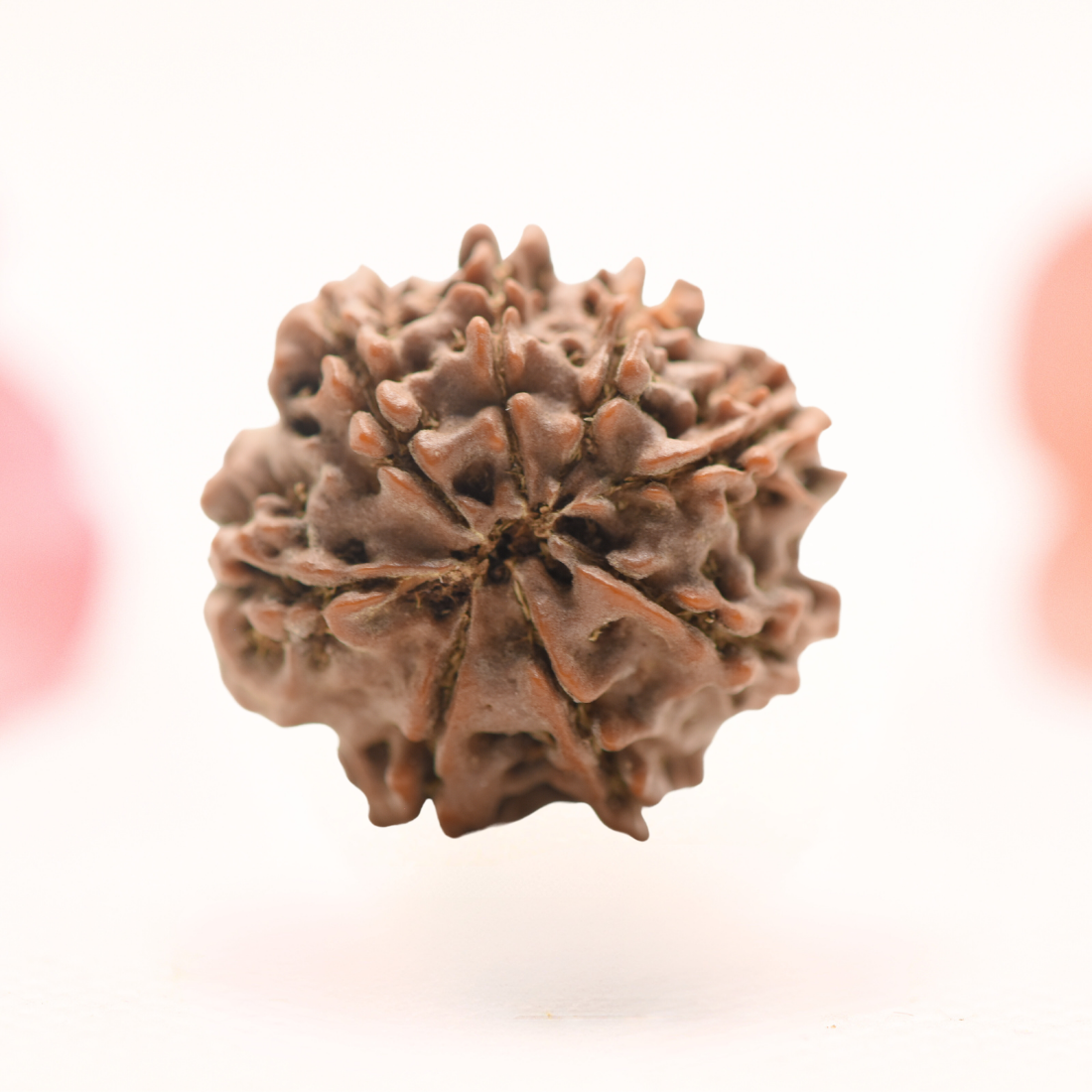 8 Mukhi Nepali Rudraksha - Regular