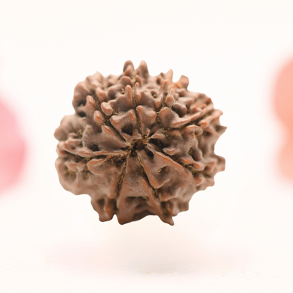 8 Mukhi Nepali Rudraksha - Regular