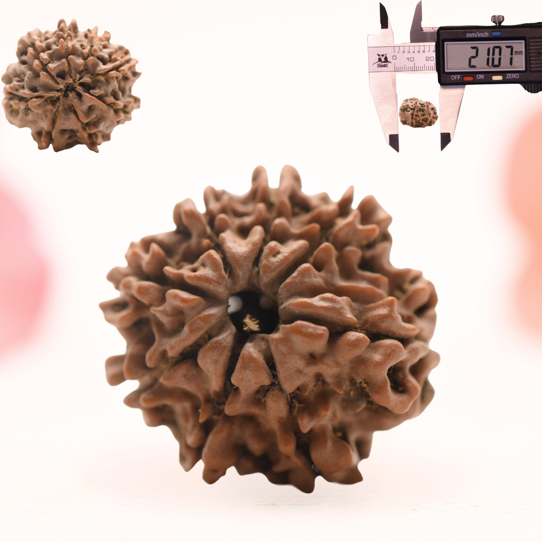 8 Mukhi Nepali Rudraksha - Regular