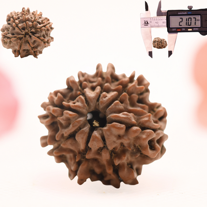 8 Mukhi Nepali Rudraksha - Regular
