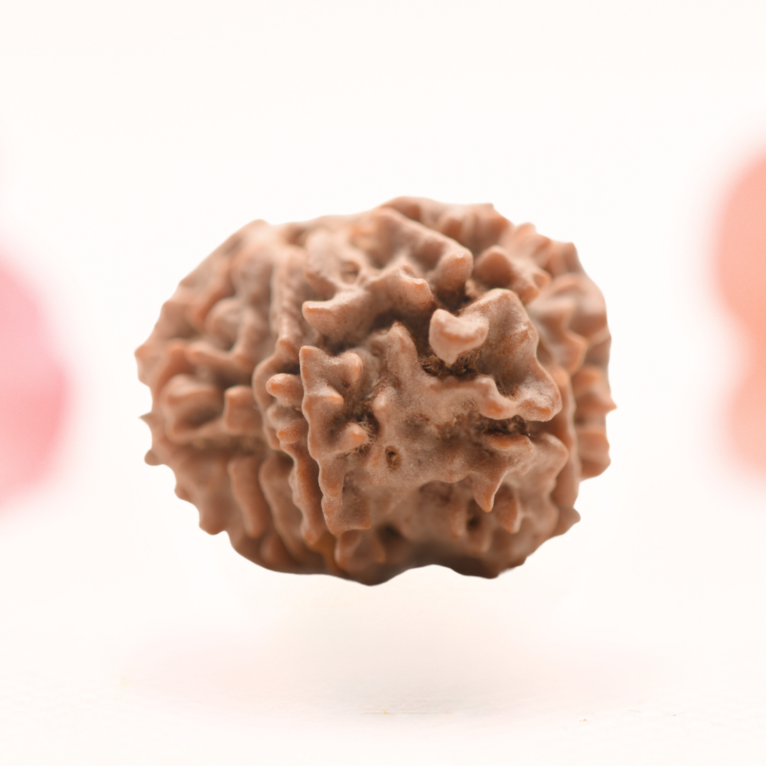8 Mukhi Nepali Rudraksha - Regular