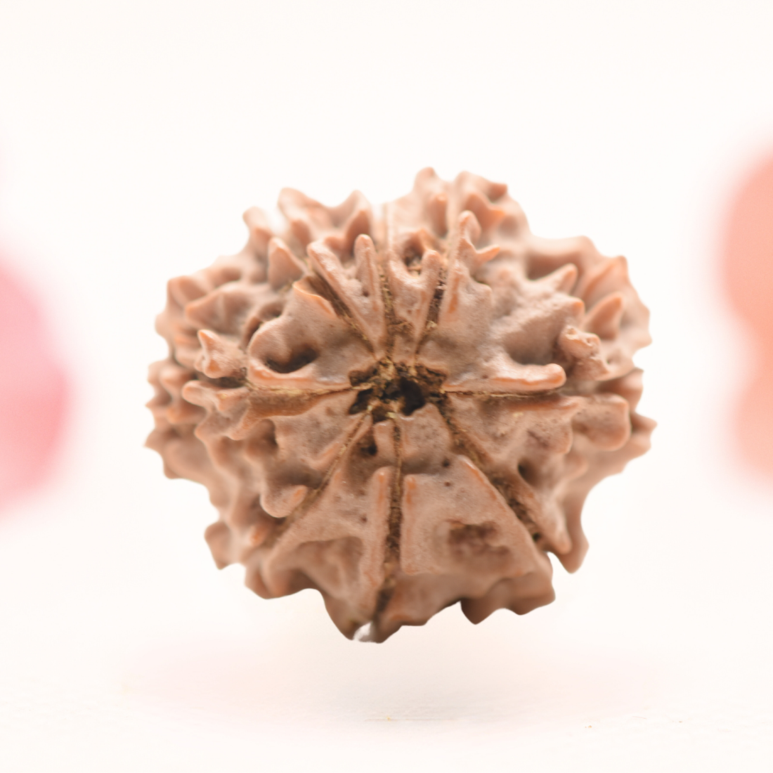 8 Mukhi Nepali Rudraksha - Regular