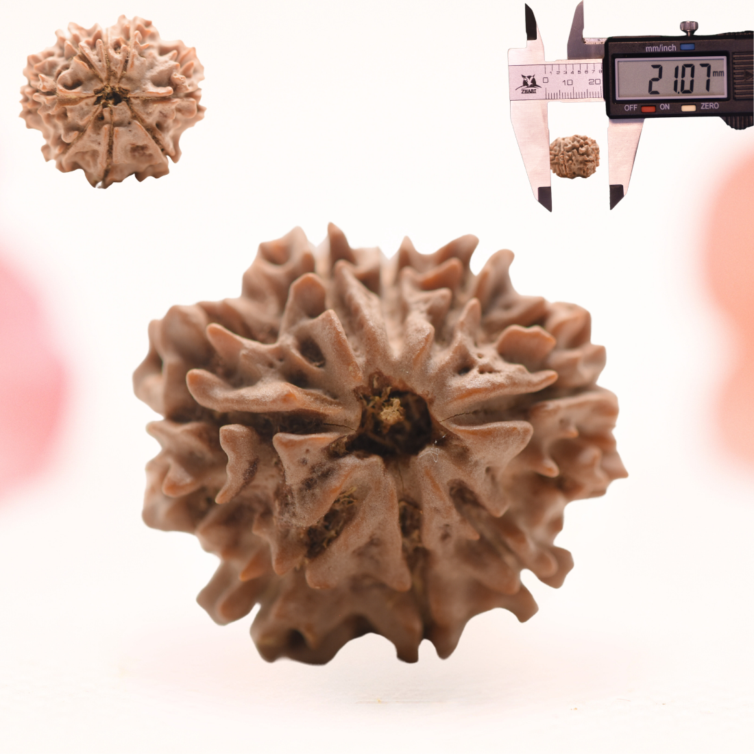 8 Mukhi Nepali Rudraksha - Regular