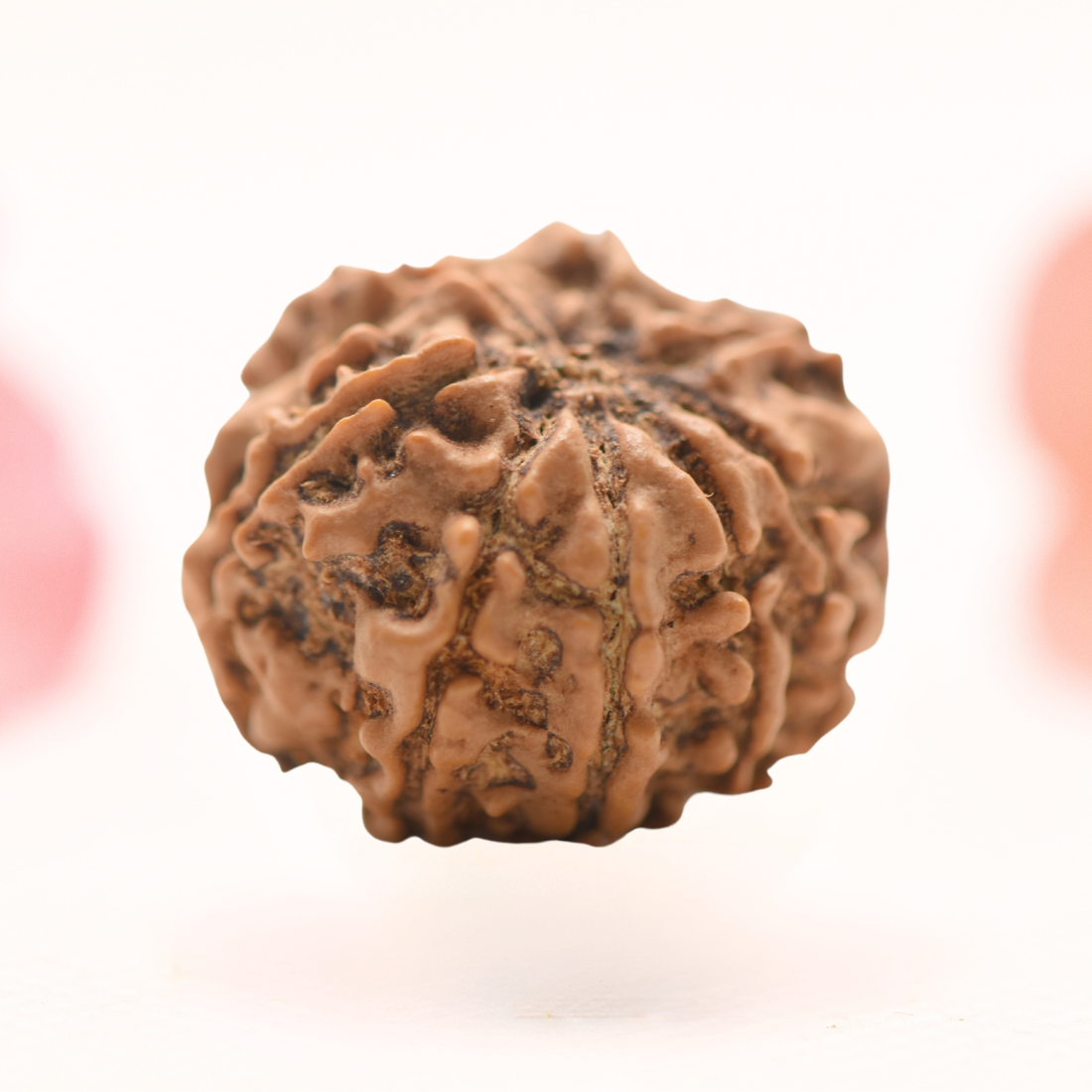 8 Mukhi Nepali Rudraksha - Regular