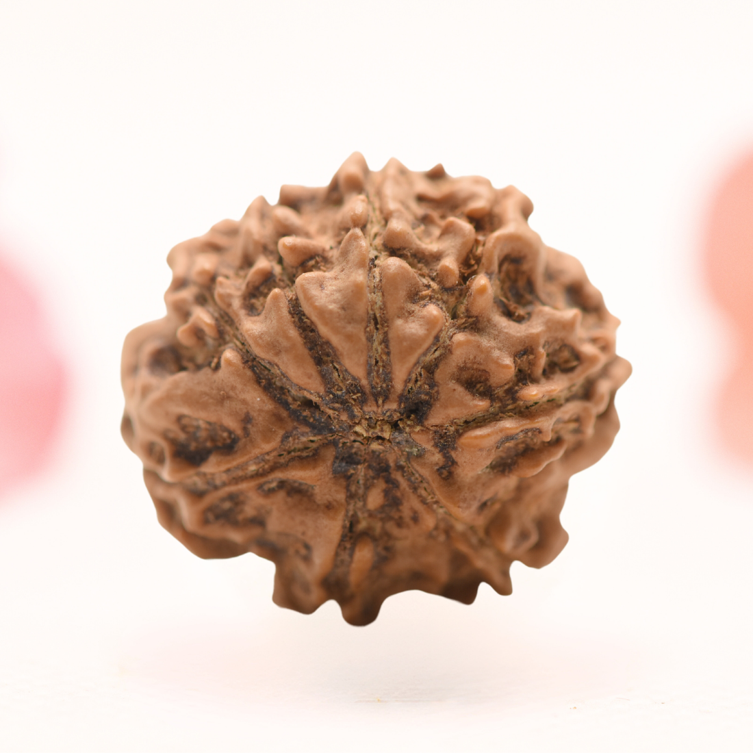 8 Mukhi Nepali Rudraksha - Regular