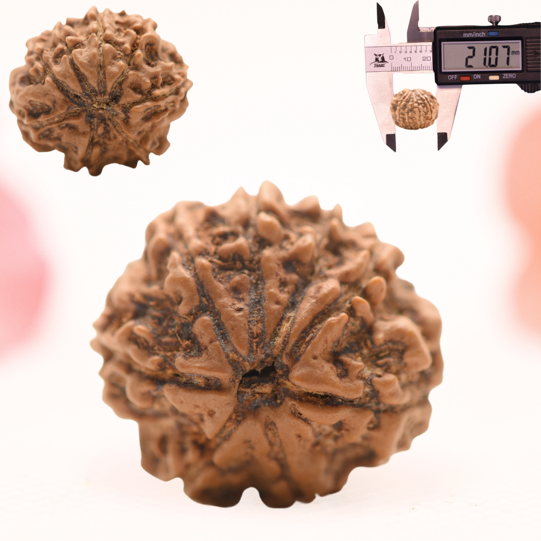 8 Mukhi Nepali Rudraksha - Regular