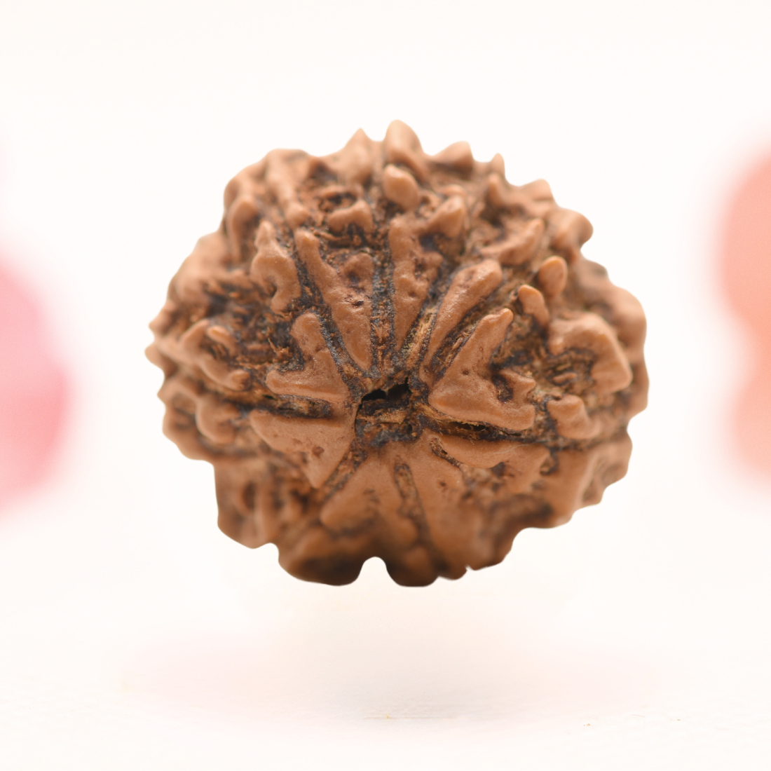 8 Mukhi Nepali Rudraksha - Regular
