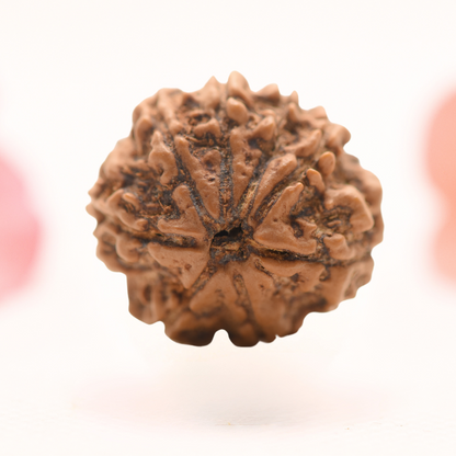 8 Mukhi Nepali Rudraksha - Regular
