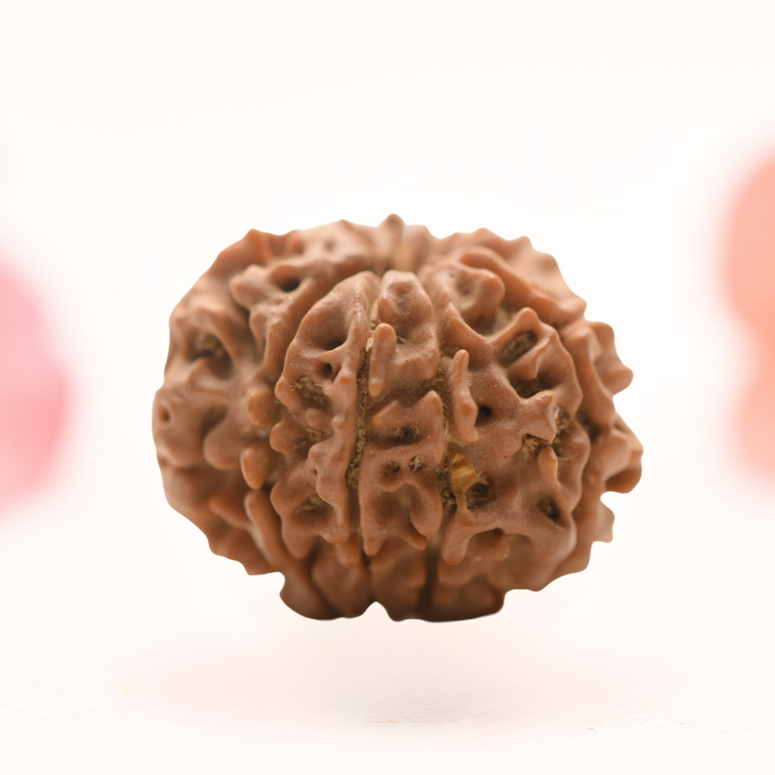 8 Mukhi Nepali Rudraksha - Regular