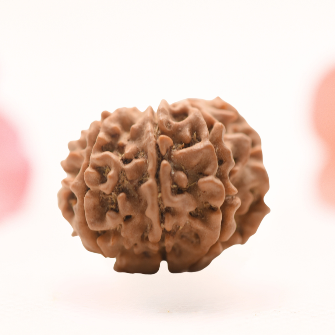 8 Mukhi Nepali Rudraksha - Regular