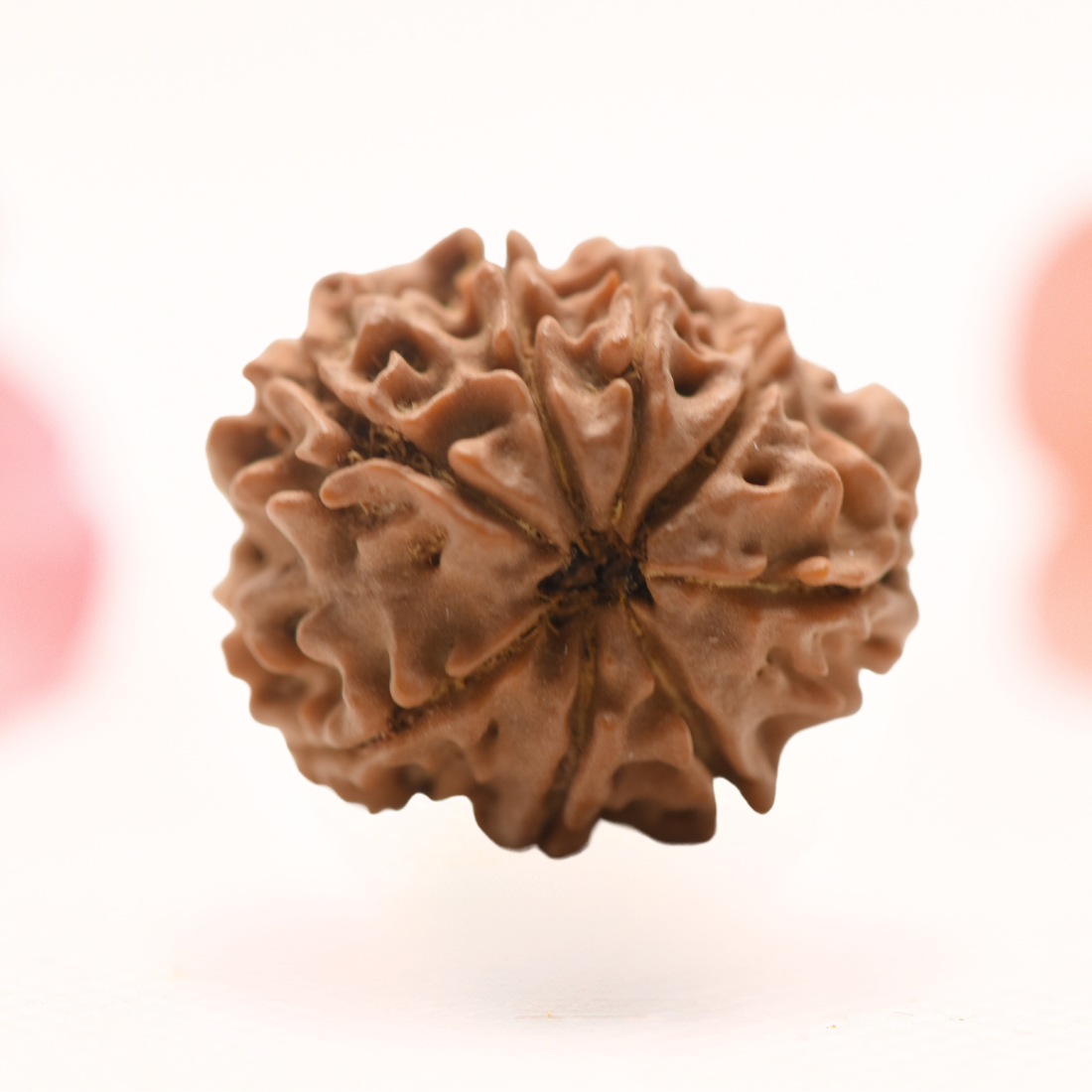 8 Mukhi Nepali Rudraksha - Regular