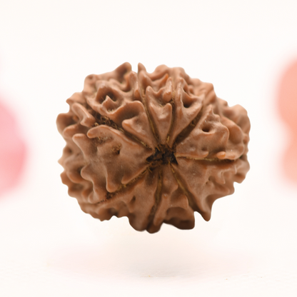 8 Mukhi Nepali Rudraksha - Regular