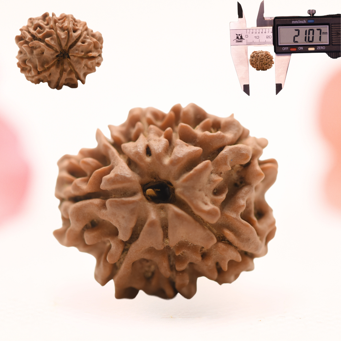 8 Mukhi Nepali Rudraksha - Regular