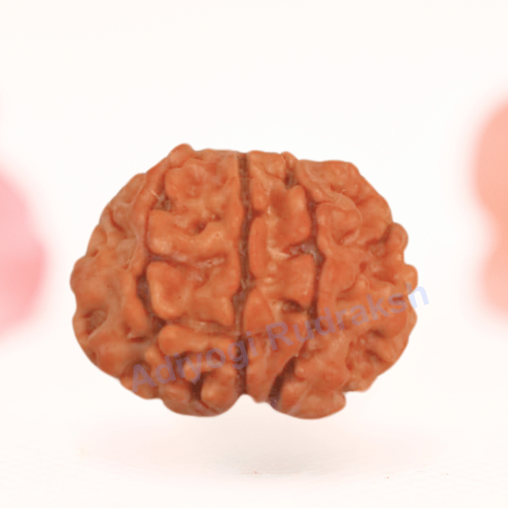 8 Mukhi Nepali Rudraksha - Regular