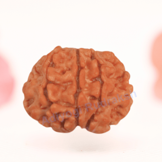 8 Mukhi Nepali Rudraksha - Regular