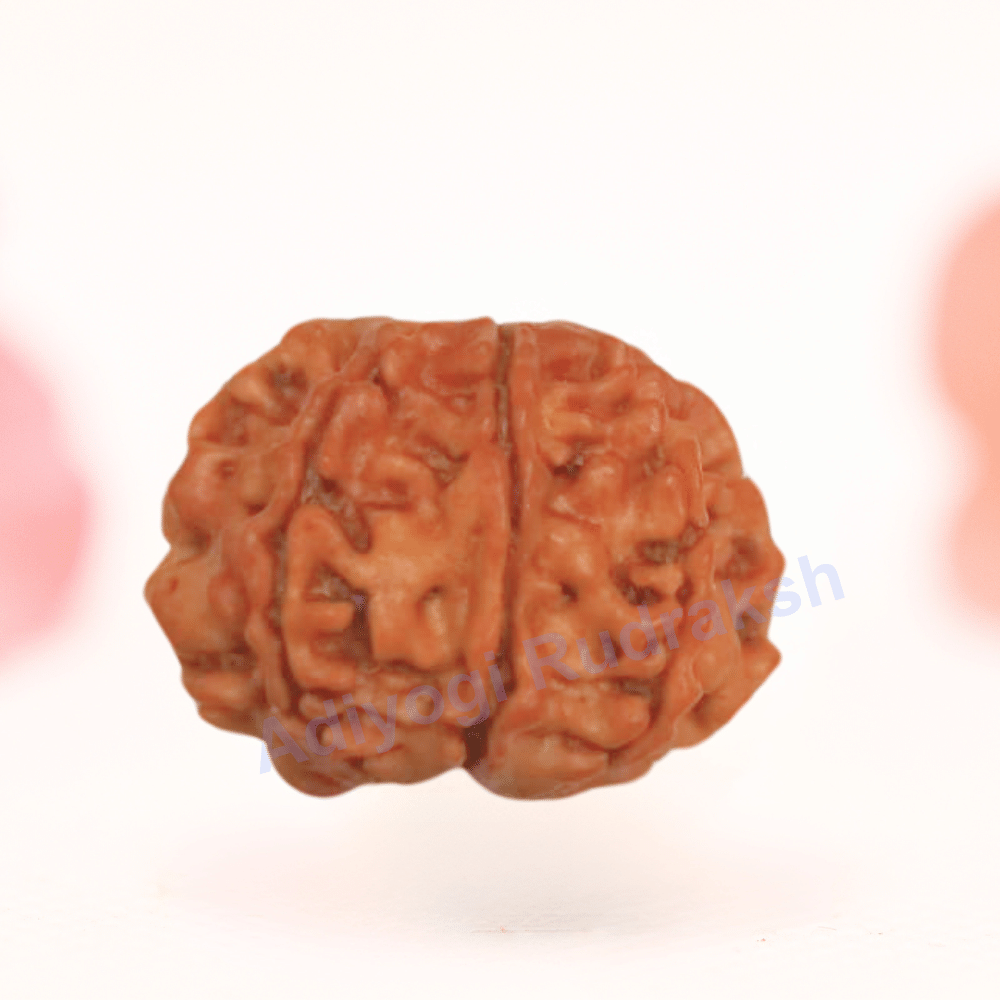 8 Mukhi Nepali Rudraksha - Regular
