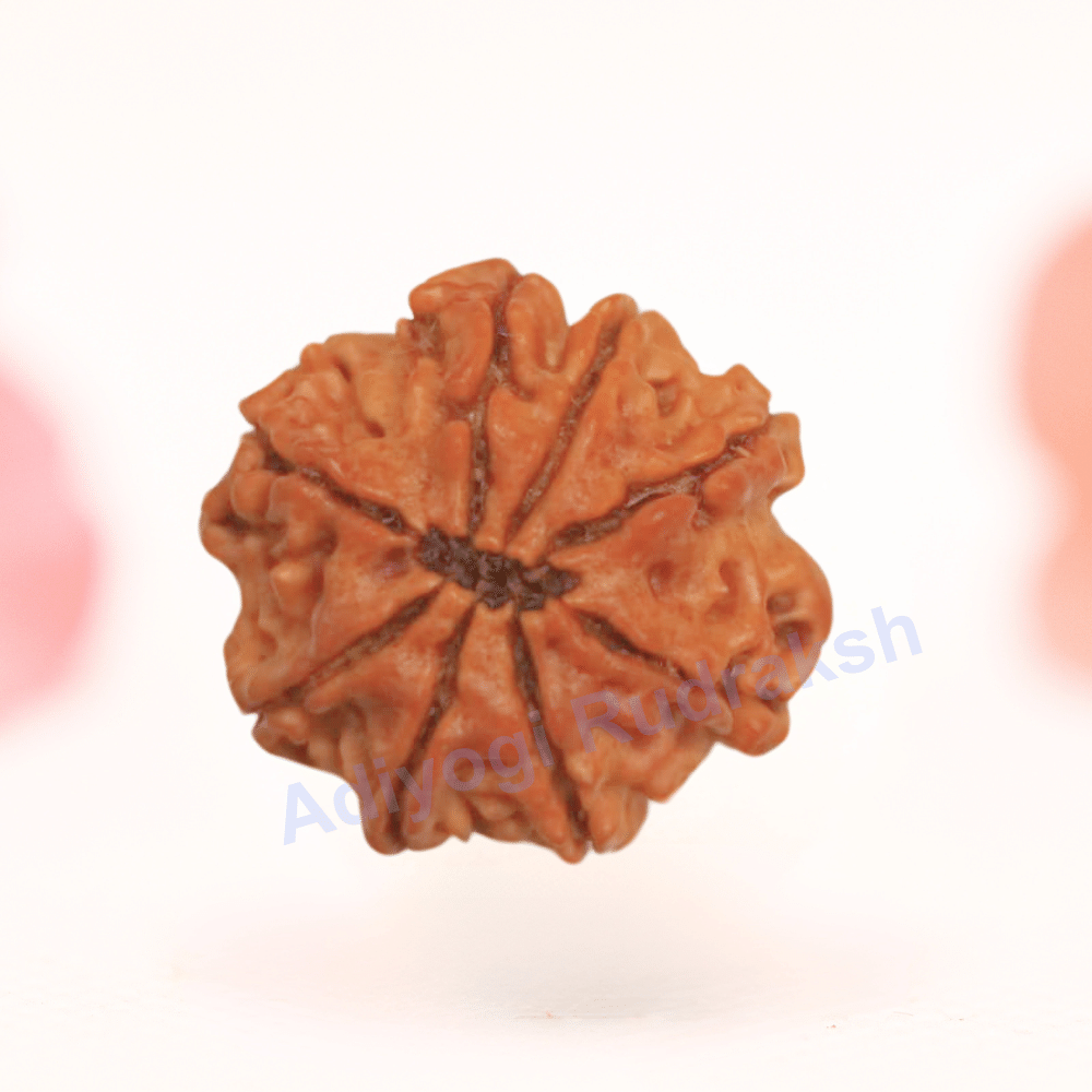 8 Mukhi Nepali Rudraksha - Regular