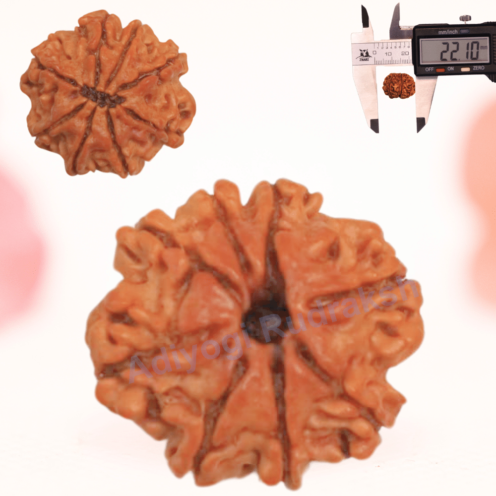 8 Mukhi Nepali Rudraksha - Regular