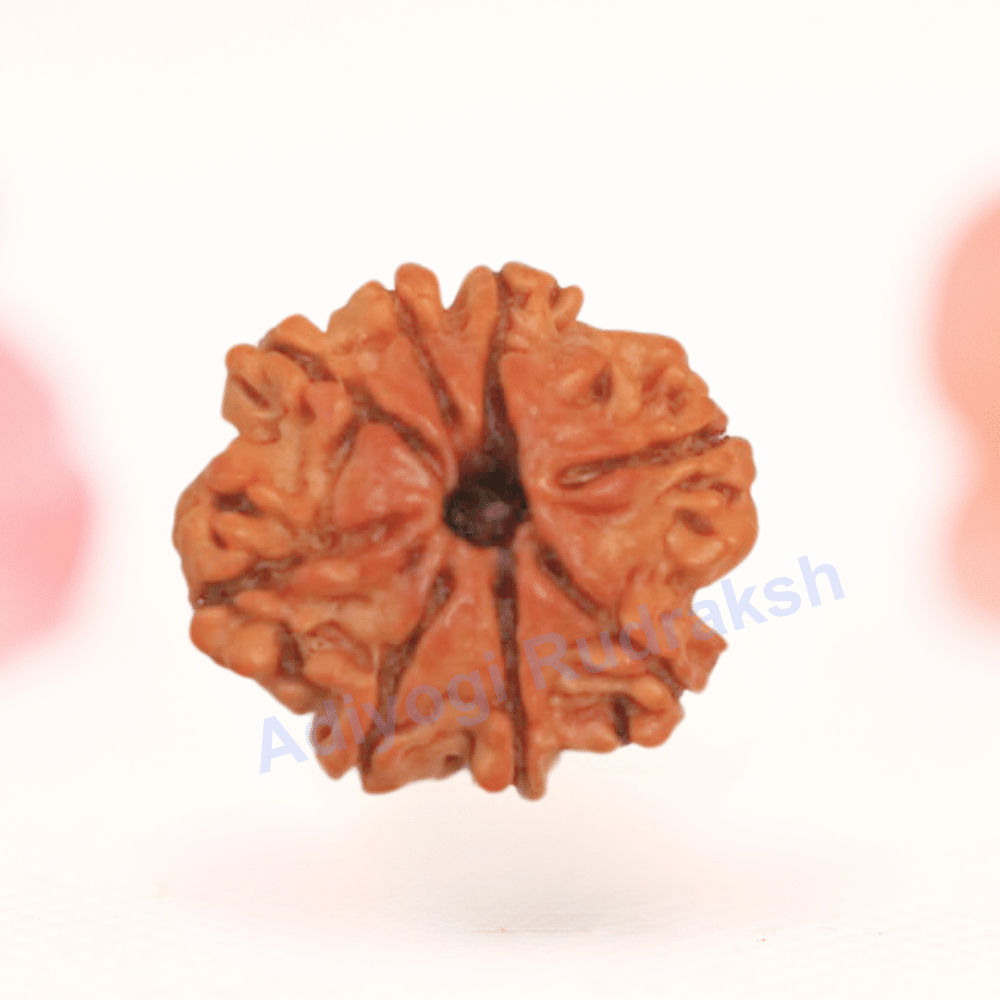 8 Mukhi Nepali Rudraksha - Regular