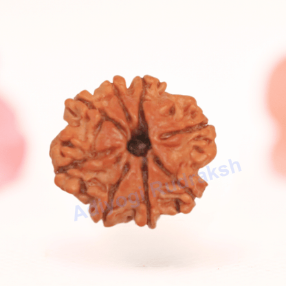 8 Mukhi Nepali Rudraksha - Regular