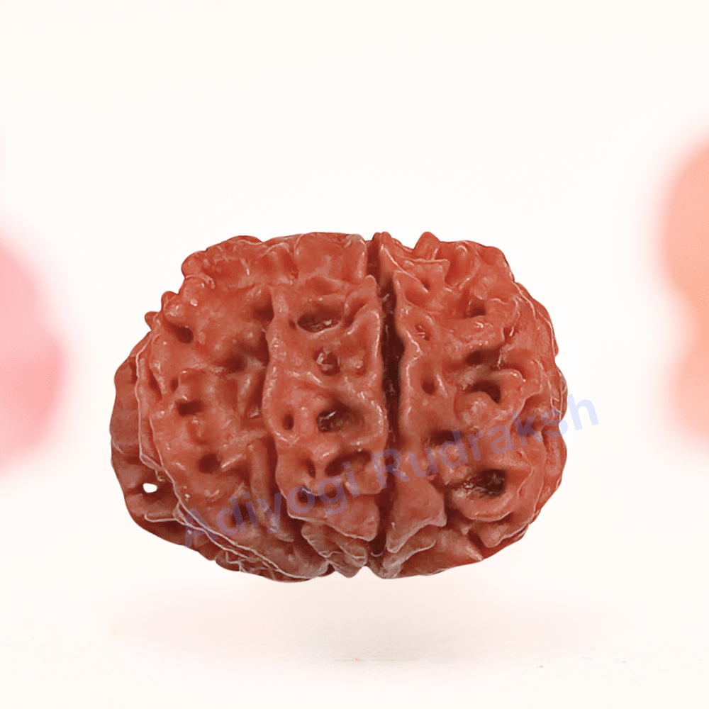 8 Mukhi Nepali Rudraksha - Regular