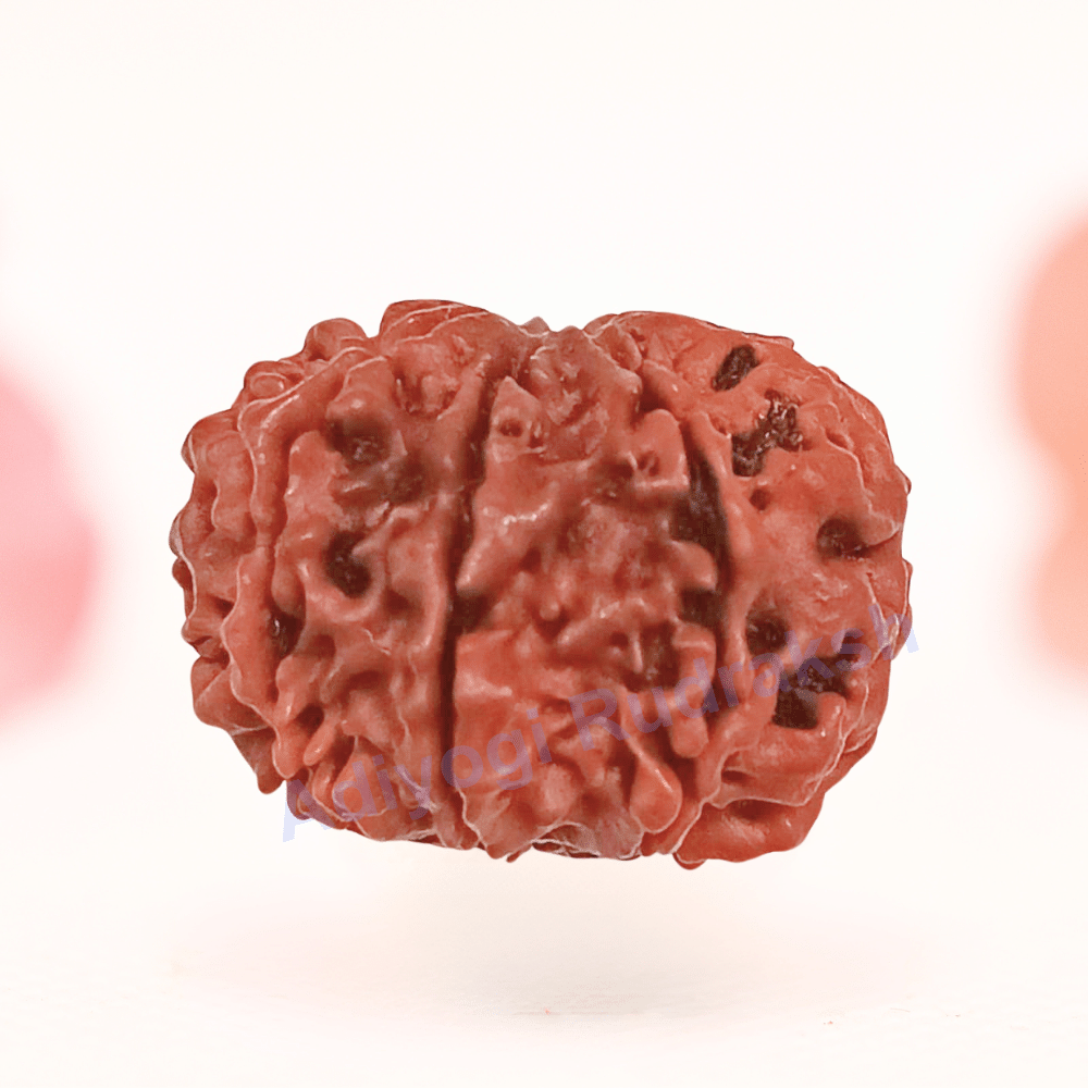 8 Mukhi Nepali Rudraksha - Regular