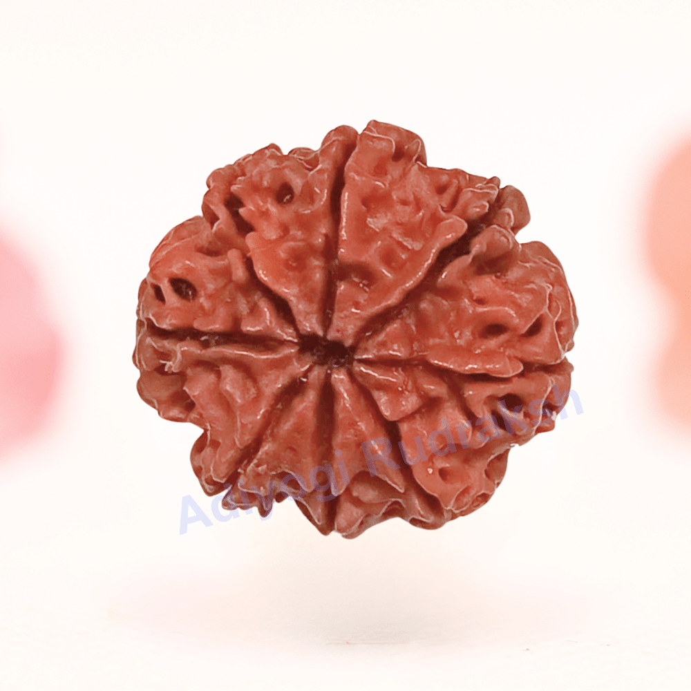 8 Mukhi Nepali Rudraksha - Regular