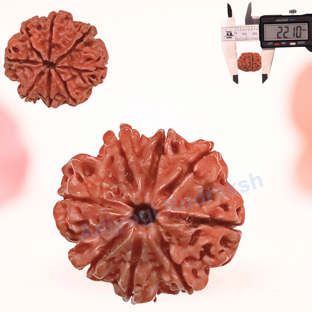 8 Mukhi Nepali Rudraksha - Regular