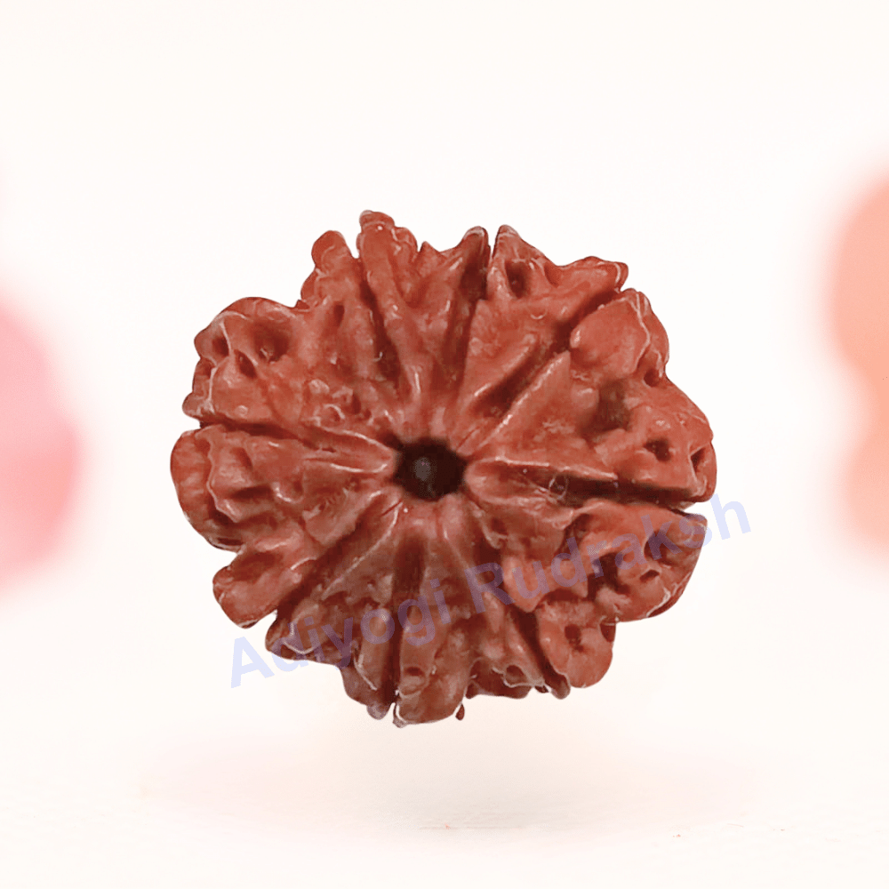 8 Mukhi Nepali Rudraksha - Regular