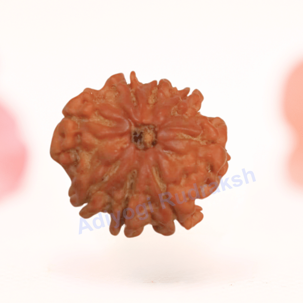 8 Mukhi Nepali Rudraksha - Regular