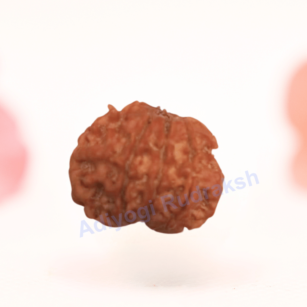 8 Mukhi Nepali Rudraksha - Regular