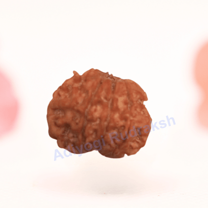8 Mukhi Nepali Rudraksha - Regular
